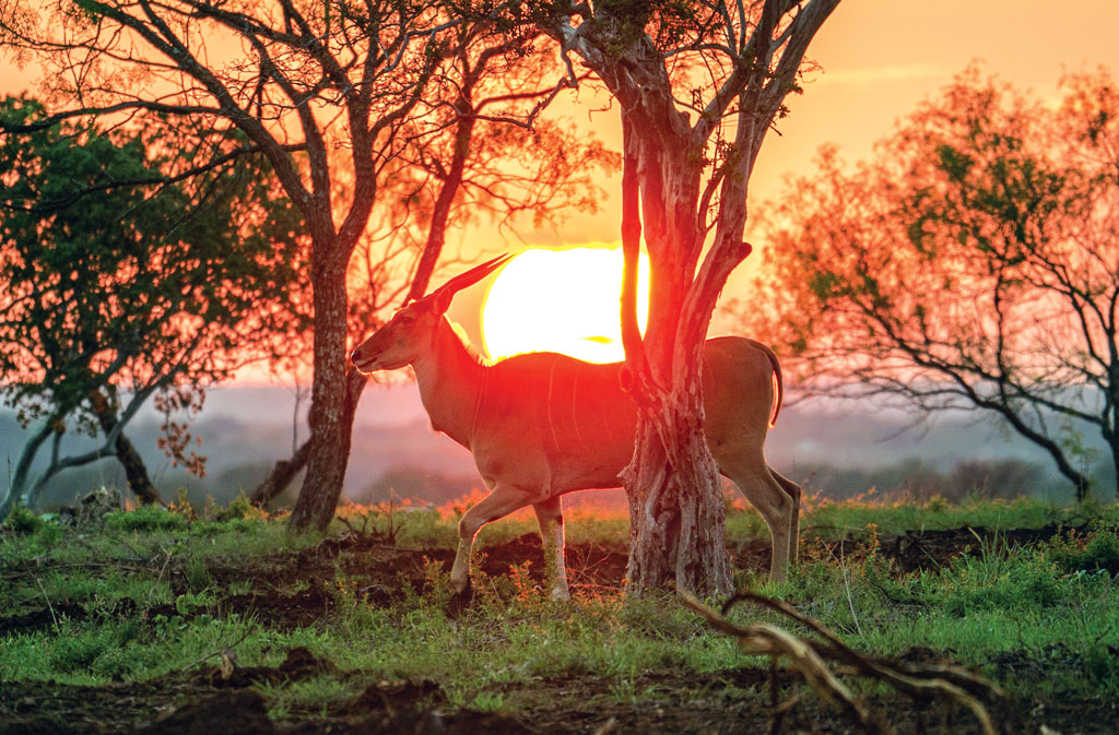 A female eland walks in front of the setting sun at Sandstone Mountain Ranch in Llano County. These are the largest antelope in the world and the species I chose to 'target' on my mock exotic game hunt. Staff photo by Dakota Morrissiey