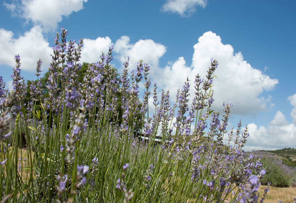 Lavender is a popular herb around the world and right here in the Texas Hill Country. Visitors can take in the scent and purchase lavender products at Blanco-area farms. Staff photo by Jared Fields