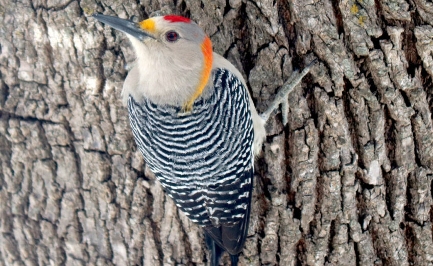 A male golden-fronted woodpecker. Photo by Martelle Luedecke/Luedecke Photography