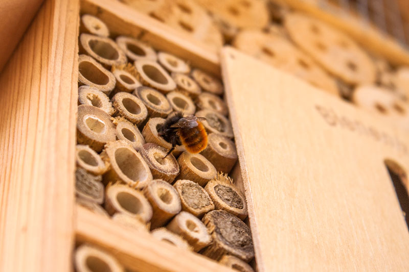 Build a bee hotel as simple or as elaborate as you wish to help attract native bees to pollinate your garden. Native bees are solitary but communal. They will live in close proximity but prefer their own space for nesting.