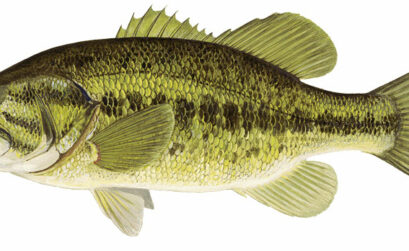 Largemouth bass can be found in lakes LBJ, Buchanan, and Travis in the Highland Lakes chain. Courtesy photos