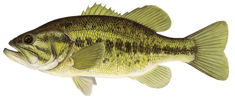 Largemouth bass can be found in lakes LBJ, Buchanan, and Travis in the Highland Lakes chain. Courtesy photos