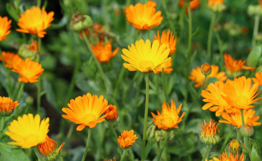 Plant calendulas in February for future color and tasty salads.