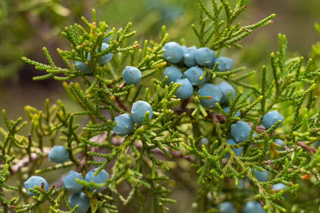 Berries on the 'good guy': the female Ashe juniper tree. The male ('bad guy') tree is the cause of allergy woes with its large pollen releases.