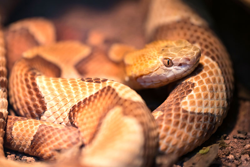 The broad-banded copperheads is tan with a distinctive reddish-brown Hershey’s Kisses pattern. The head is typically a coppery tan color. iStock image