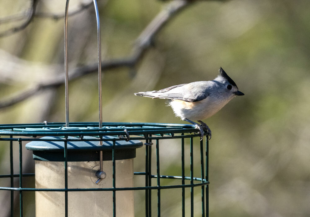 Bird blinds make it easier for novice birders to get a close look at a number of species, including this black-crested titmouse spotted at Inks Dam National Fish Hatchery. Staff photo by Daniel Clifton