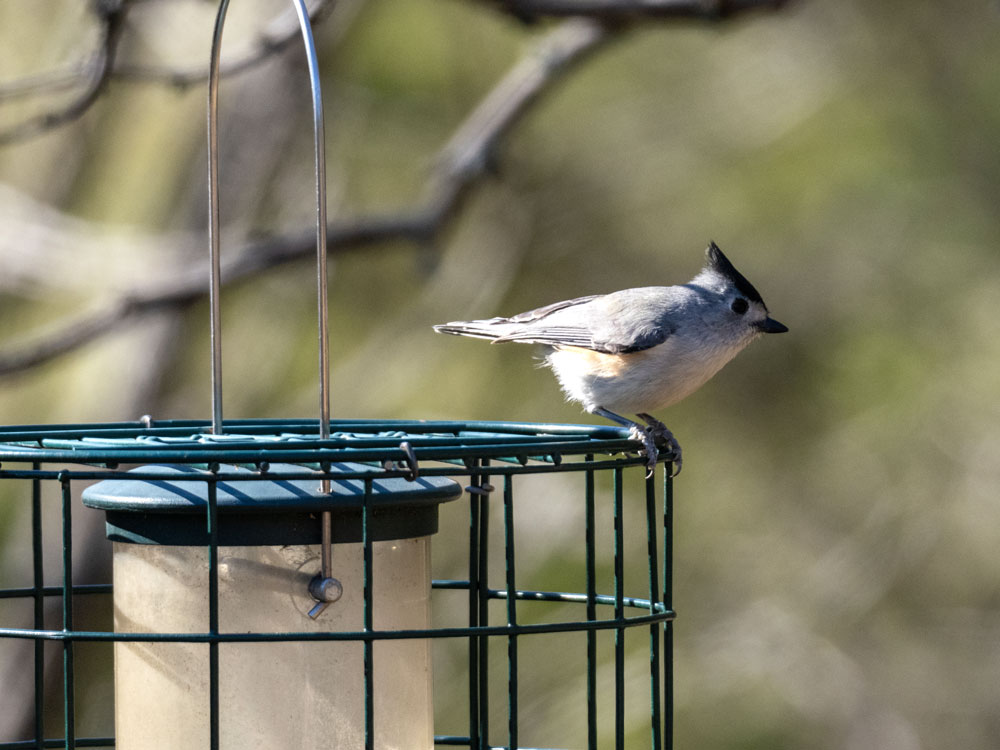 Bird blinds make it easier for novice birders to get a close look at a number of species, including this black-crested titmouse spotted at Inks Dam National Fish Hatchery. Staff photo by Daniel Clifton