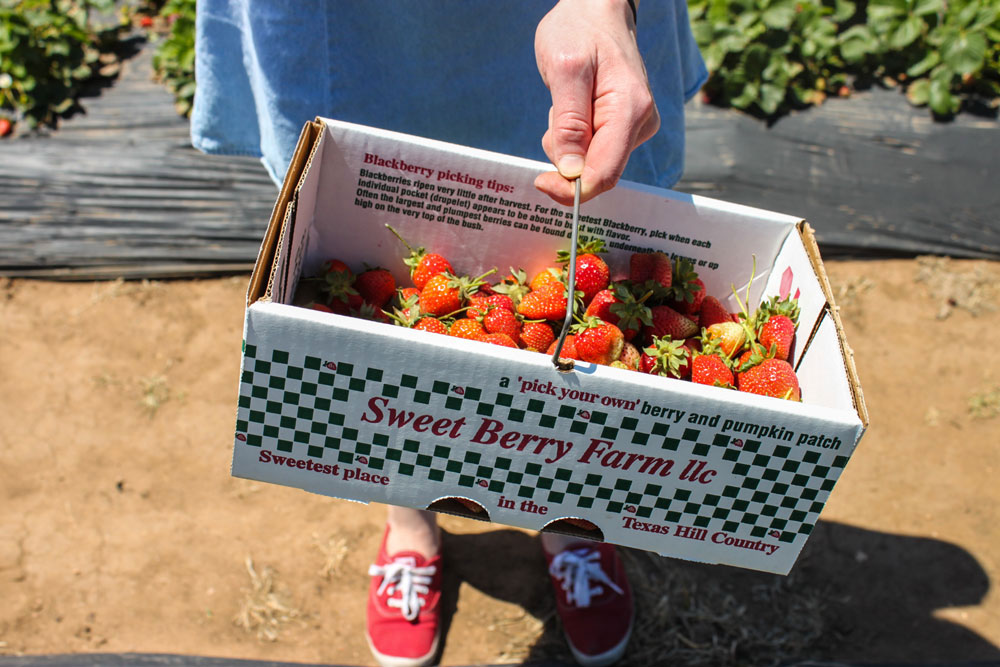 Sweet Berry Farm