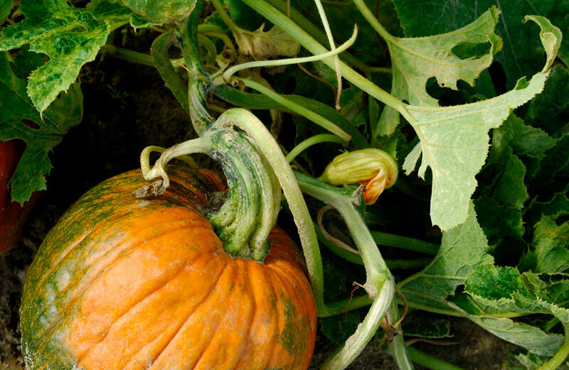 Did you know Texas is the fourth-leading state in commercial pumpkin production?