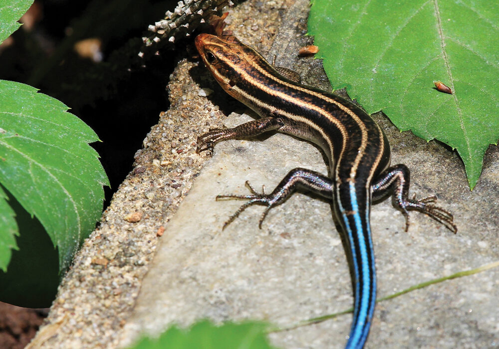 A five-lined skink. Skinks typically lose their bright colors as they mature. iStock images