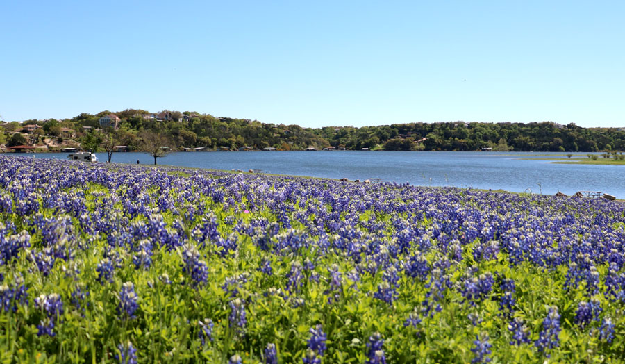 Bluebonnets at Turkey Bend