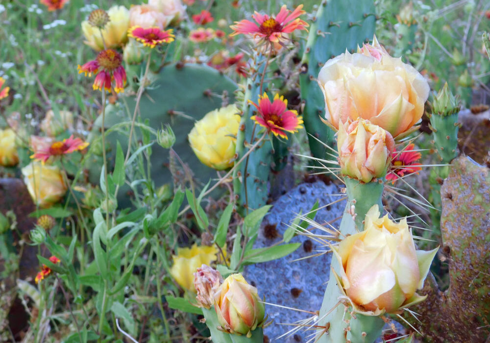 The blooms of the Texas prickly pear cactus can be yellow, yellow-orange, red, or white, and all are beautiful. No wonder this cactus is the state plant of Texas. Staff photo by Jennifer Greenwell