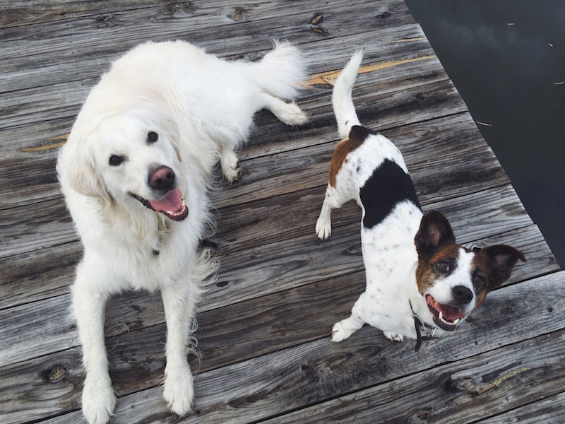 Don’t leave your best friend at home. Plan a trip to Marble Falls with your dog. Staff photo by JoAnna Kopp.