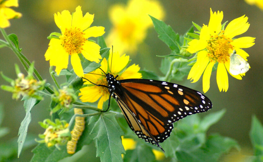 Learn how you can help protect the endangered monarch butterfly during its migration across Texas. Photo by Martelle Luedecke/Luedecke Photography