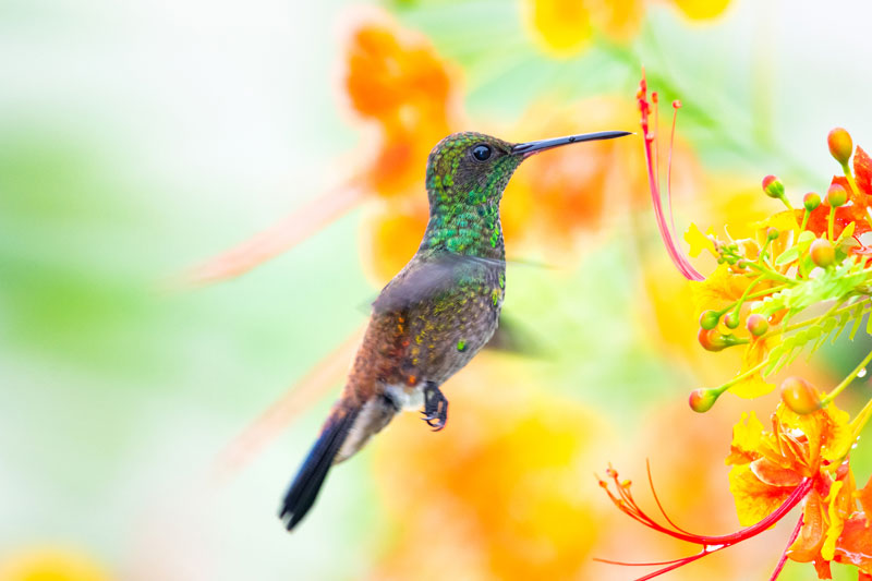 A copper-rumped hummingbird delights in a red bird of paradise blossom, a Texas native with a tropical look. Gardeners can depend on bright color all summer as this plant is particularly heat-tolerant. Minimal care includes pruning for shape only and mulching to protect the roots in winter.