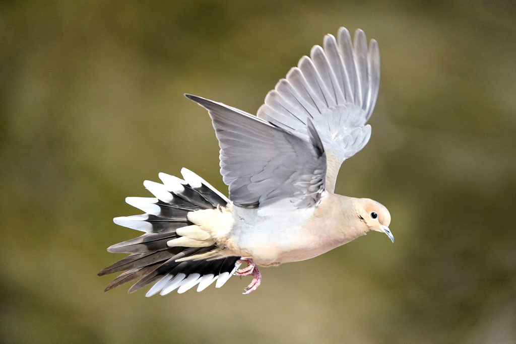 The mourning dove is a popular game bird for hunters in Texas. Dove hunting season opens each year in September in the Highland Lakes. iStock image