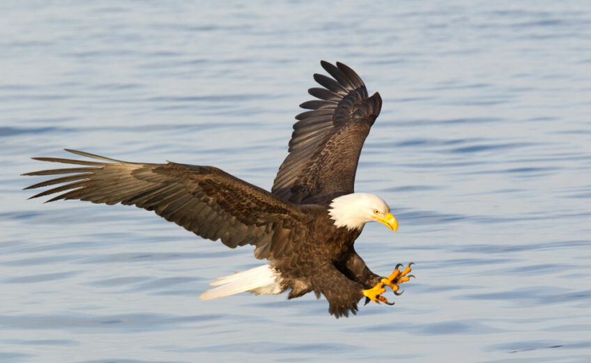 Watch for American bald eagles on a Lake Buchanan cruise or from a dry perch.