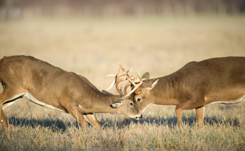 white-tailed deer