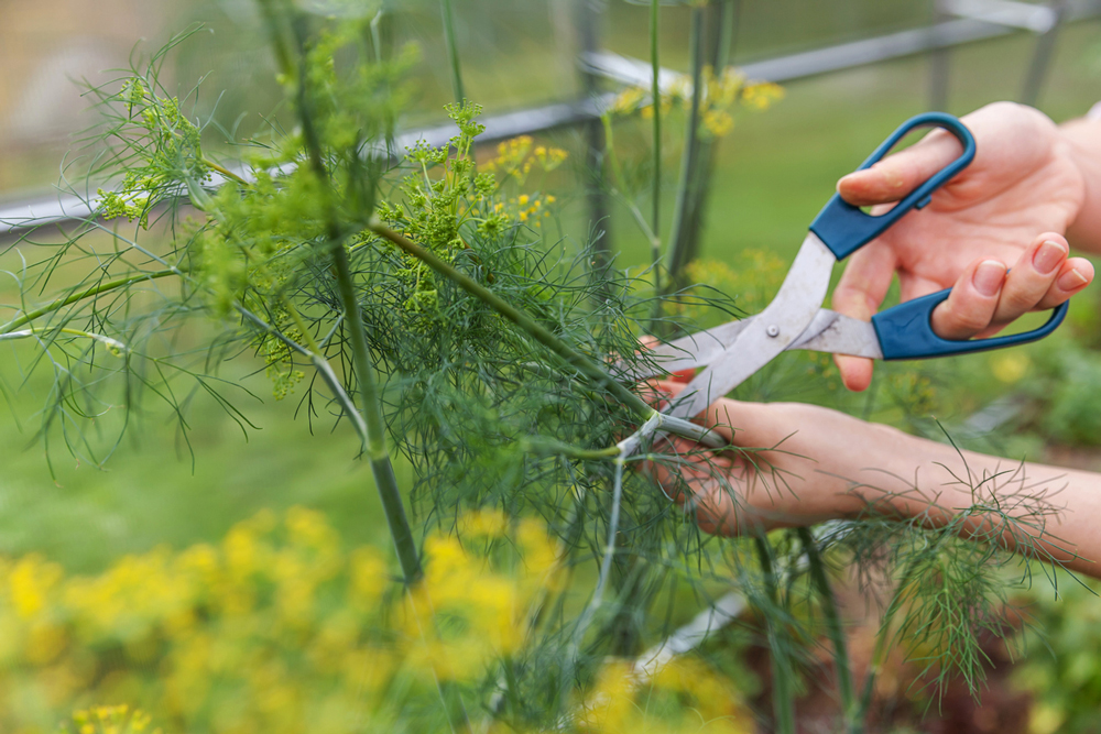 Dill attracts beneficial insects to your garden, and you can also use it for pickling. iStock image