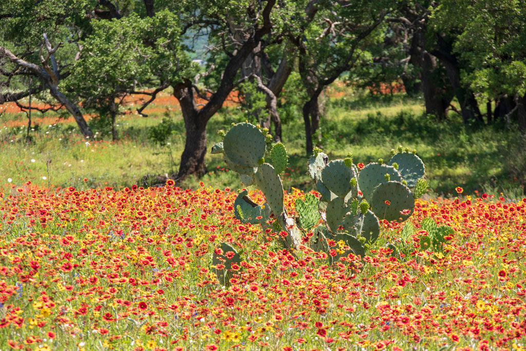 Turn invasive cacti into a beneficial compost with molasses. iStock photo