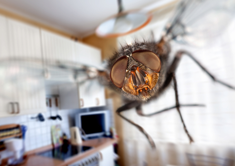 There are simple things you can do to keep pesky flies and mosquitoes at bay around your home.