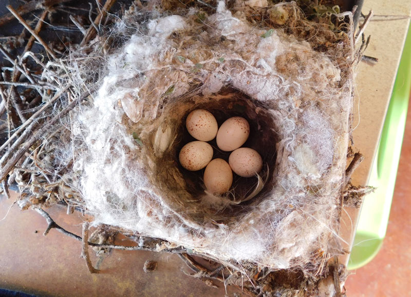 Five speckled house wren eggs in a carefully constructed nest inside the griddle compartment of a backyard home grill. Photo by Jennifer Greenwell