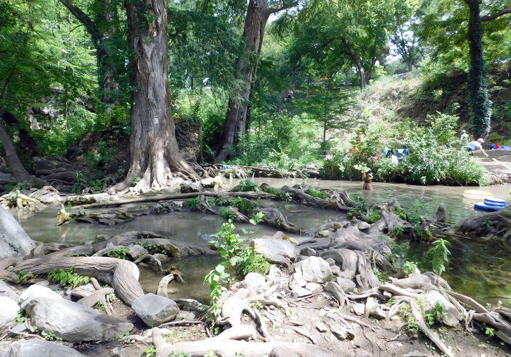 Cypress trees can be found at Krause Springs in Spicewood, where they have wet conditions and plenty of sunshine to grow. Staff photo by Jennifer Greenwell