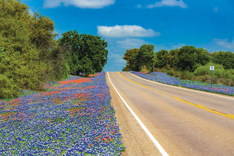 Mowing and planting seeds to encourage wildflower growth along state highways, such as Texas 16, have been part of Texas Department of Transportation policy since the 1930s. Photo by Mark Stracke