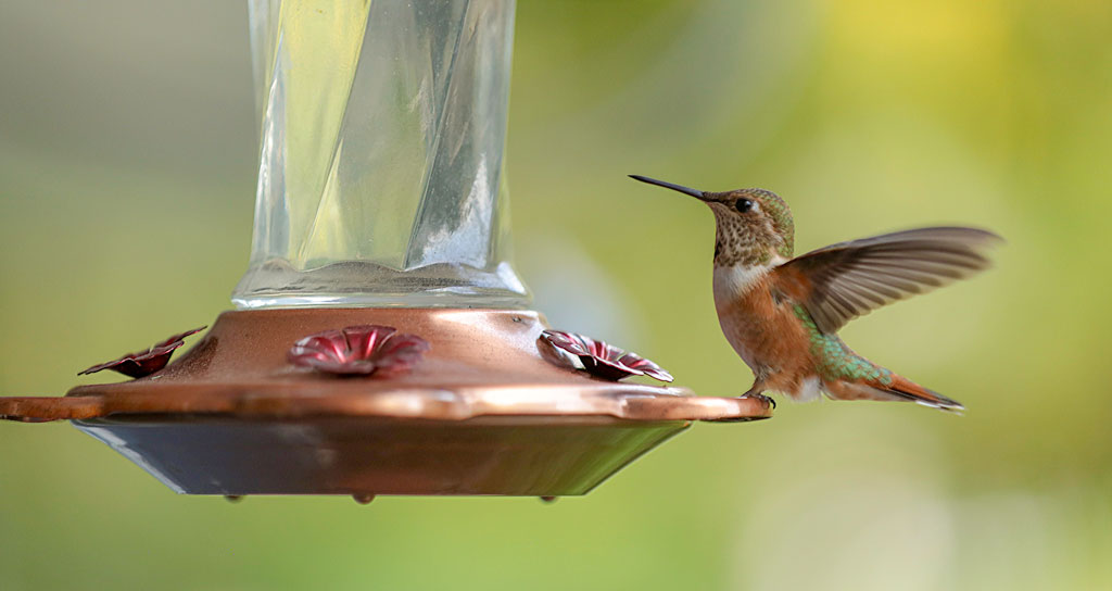 Make sure the sugar-water in your hummingbird hasn't fermented in the hot sun. Keeping reading for other June duties in the garden. iStock image