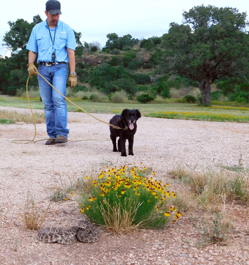 Snake breaker Fred Reyna of Kingsland teaches Sophee, an 8-year-old miniature Australian shepherd, to spot and avoid confrontation with this defanged rattlesnake. Photo by Jennifer Greenwell