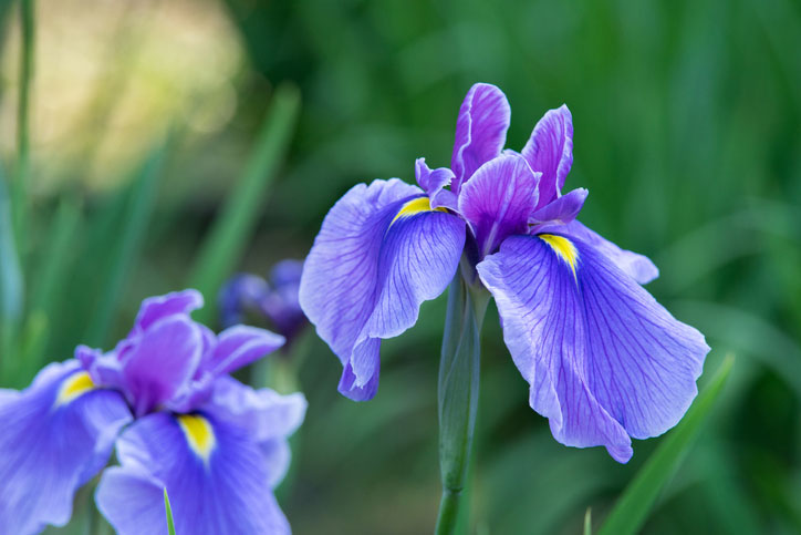 Read below for tips for trimming and dividing irises.