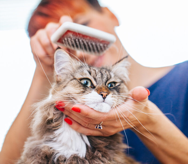 Brushing your dog or cat promotes a healthy coat and skin. It also gives you the opportunity to check for suspicious lumps or bumps and parasites.