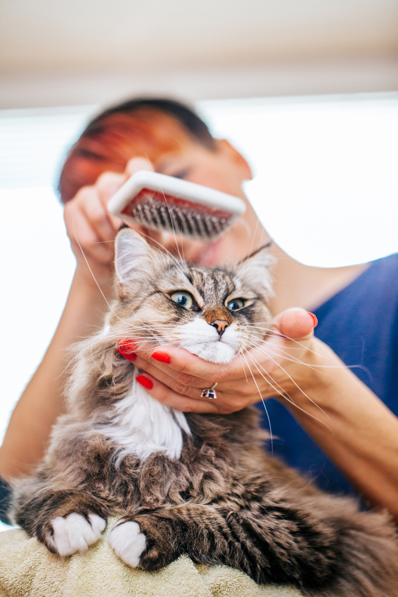 Brushing your dog or cat promotes a healthy coat and skin. It also gives you the opportunity to check for suspicious lumps or bumps and parasites.