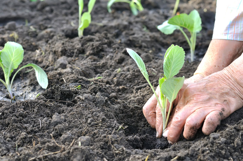 Cabbage is one of many vegetables you can plant in a shady spot in your garden. Keep reading for more options.