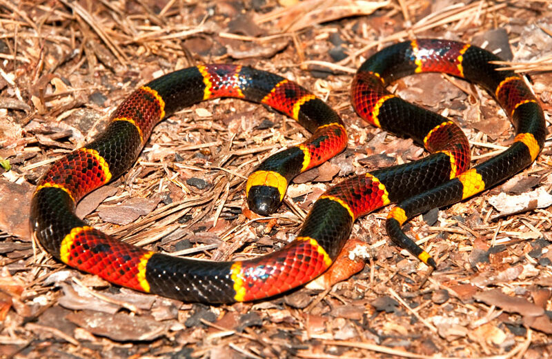 The coral snake. While you can't always go by the rhyme 'red and yellow kill a fellow,' it's best to keep clear of its venomous bite.