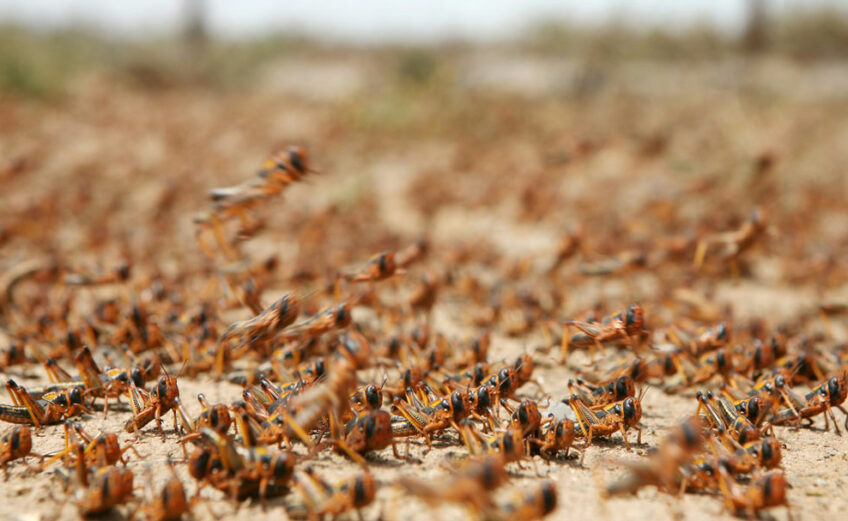 In swarm mode, these grasshoppers are locusts. What other noisy bugs live in Central Texas? Keep reading.