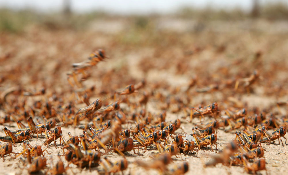 In swarm mode, these grasshoppers are locusts. What other noisy bugs live in Central Texas? Keep reading.