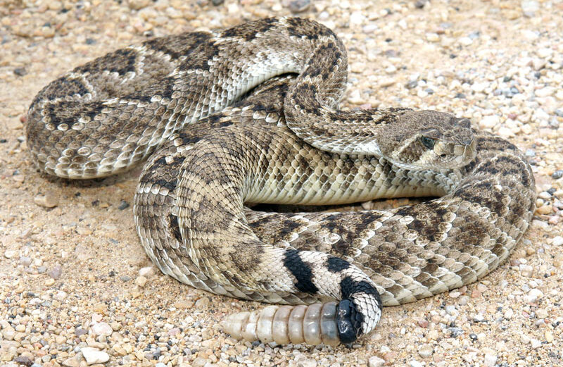 Western diamondback rattlesnakes are the most common venomous snakes in Texas. Identifiable by the diamondback pattern along the back and the rattles on the tail, diamondbacks are not the only snakes that rattle their tales when alarmed. iStock image