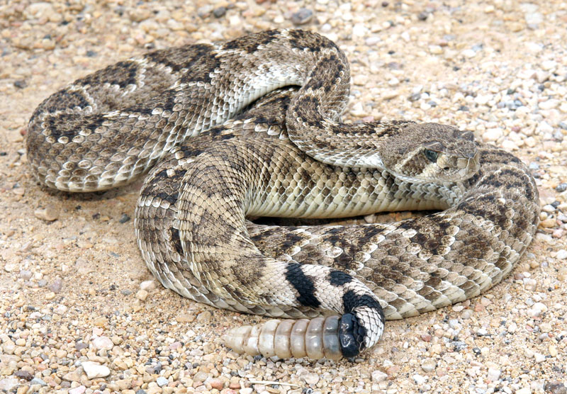 Western diamondback rattlesnakes are the most common venomous snakes in Texas. Identifiable by the diamondback pattern along the back and the rattles on the tail, diamondbacks are not the only snakes that rattle their tales when alarmed. iStock image