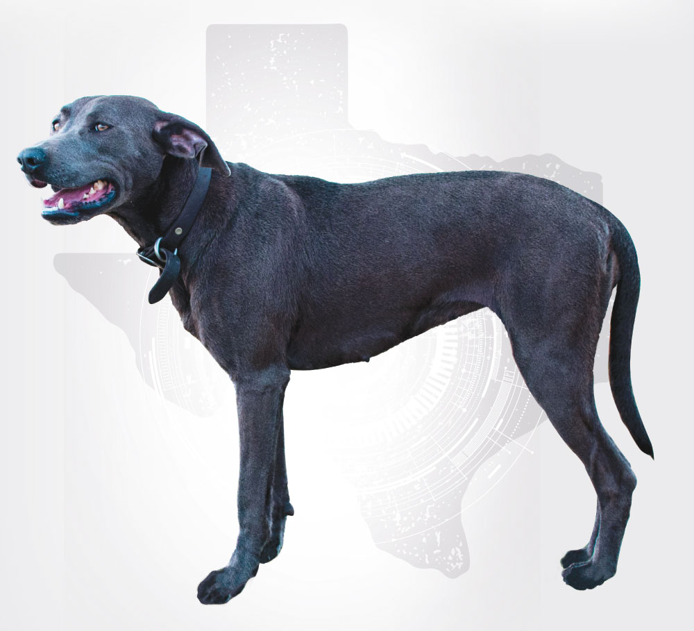 Jackie, a female registered with the National Lacy Dog Registry, belongs to Jerry Don Moss of Llano. Staff photo by Jared Fields/Illustration by David Bean