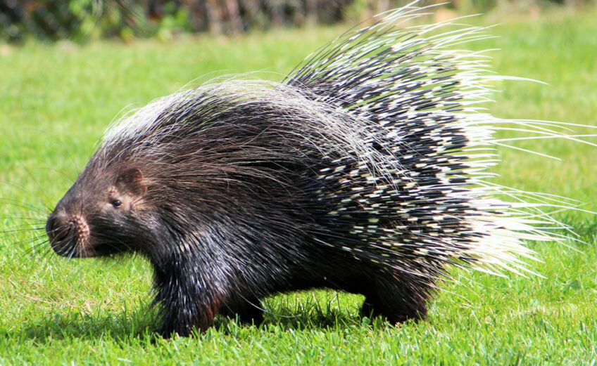 The North American porcupine. iStock image