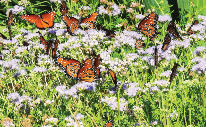 Monarch butterflies flock around Gregg's mistflowers in Inks Dam National Fish Hatchery’s pollinator garden, which was planted and is maintained by the Highland Lakes Chapter of the Texas Master Naturalist Program. Photo courtesy of Master Gardener Phil R. Wyde