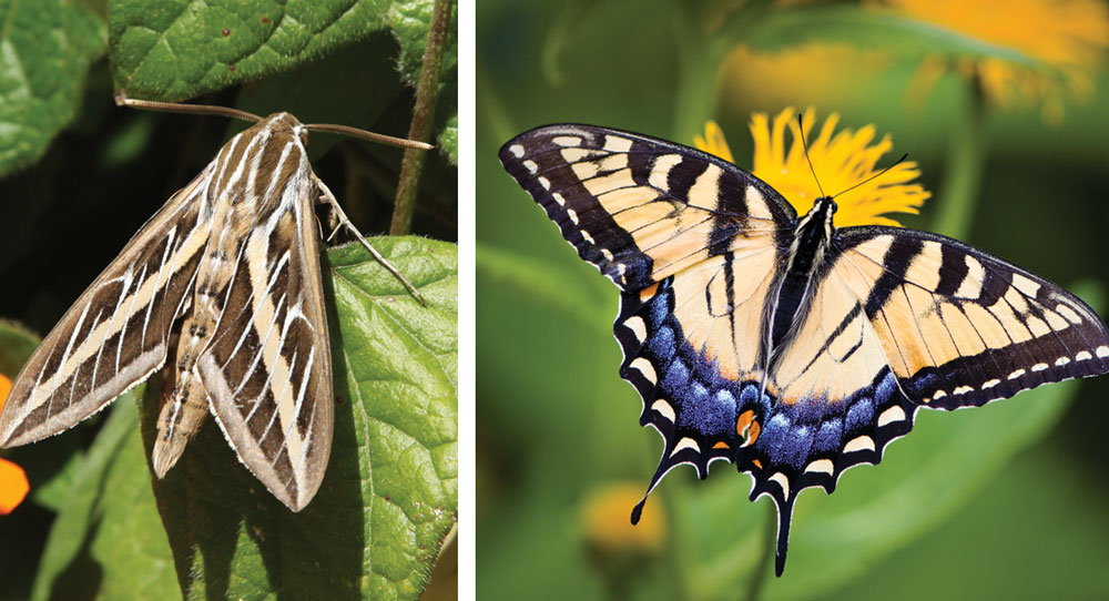 A sphinx moth (left) and a tiger swallowtail butterfly. Keep reading to learn how butterflies and moths are different. iStock photos