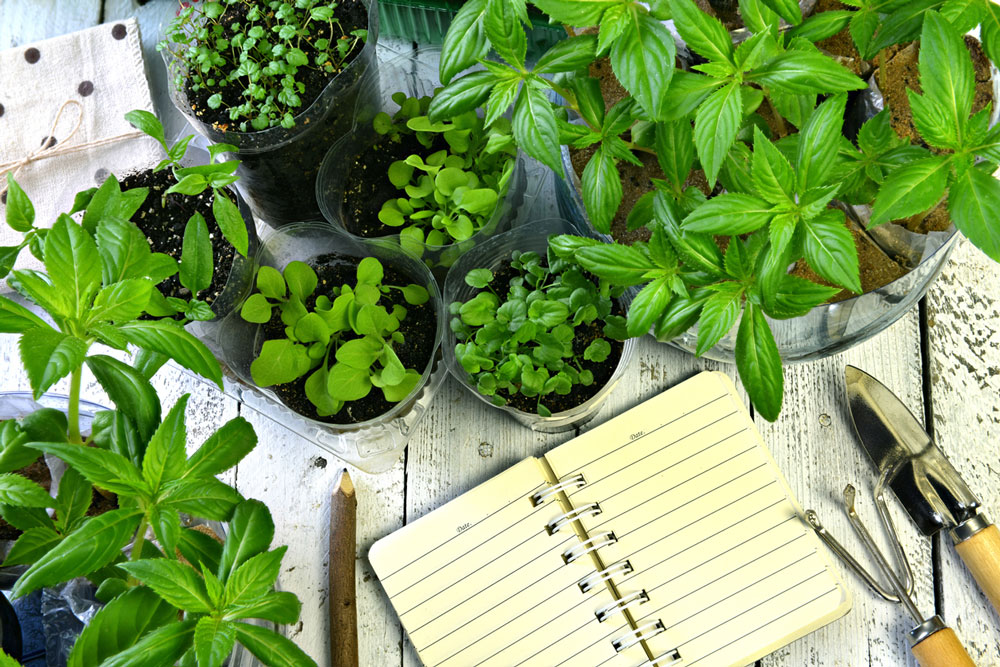 Keep a journal of what you do in the garden to help with next year's garden.