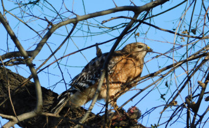 This photo of a red-shouldered hawk eating a meal was taken near Lake Marble Falls at the entrance to Meadowlakes in January 2020. Staff photo by Jennifer Greenwell