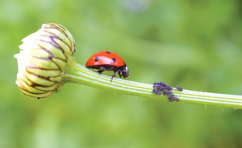 A ladybug heads for dinner: a group of aphids on a flower bud about to burst open. Ladybugs are just one of many good insects that protect gardens from pests. iStock image