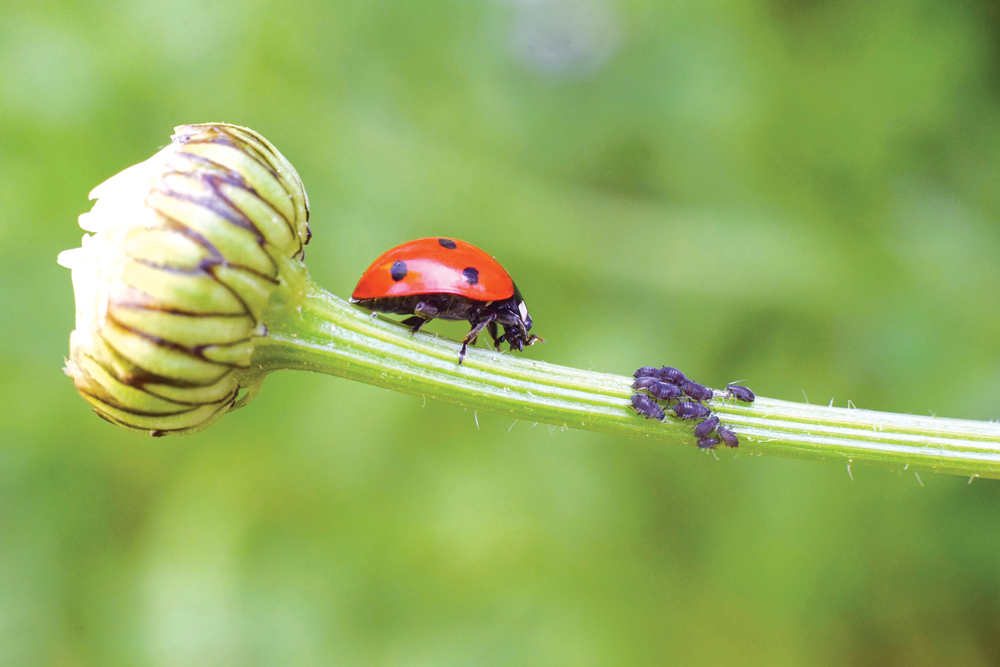 A ladybug heads for dinner: a group of aphids on a flower bud about to burst open. Ladybugs are just one of many good insects that protect gardens from pests. iStock image