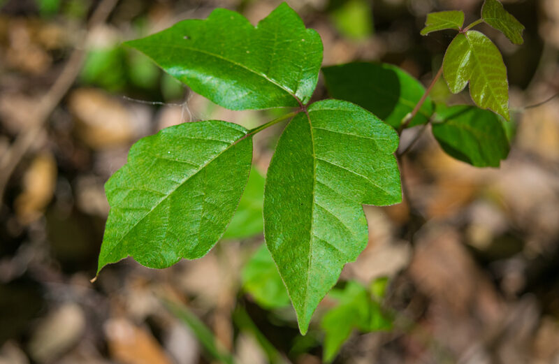 Poison ivy leaves grow together in threes and have smooth or toothed edges. It is usually seen in the Highland Lakes as a vine growing up a tree but can also be a shrub. Its color changes seasonally: red in spring, green in summer, and orangish in fall. It often has green or white berries and yellow-green flowers in spring and summer.