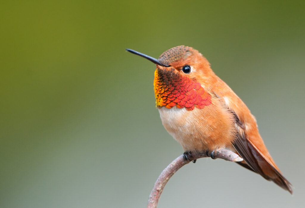 Hummingbirds will dine on aphids in the garden. Set up feeders for the birds to attract them to your yard and help control pests. iStock photo