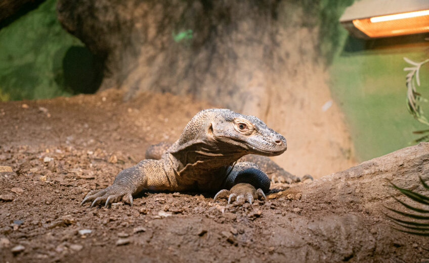 Komodo dragon at Reptilandia